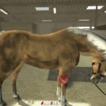 Riding-Club-Championships4